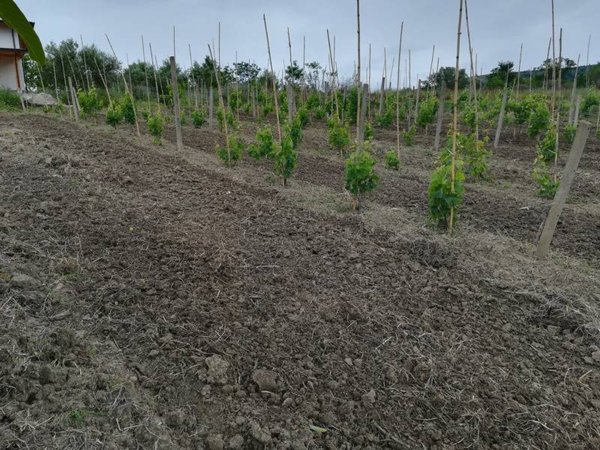 terreno agricolo in vendita a Stefanaconi