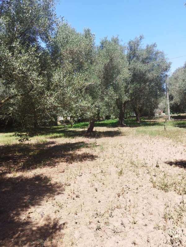 terreno agricolo in vendita a Vibo Valentia
