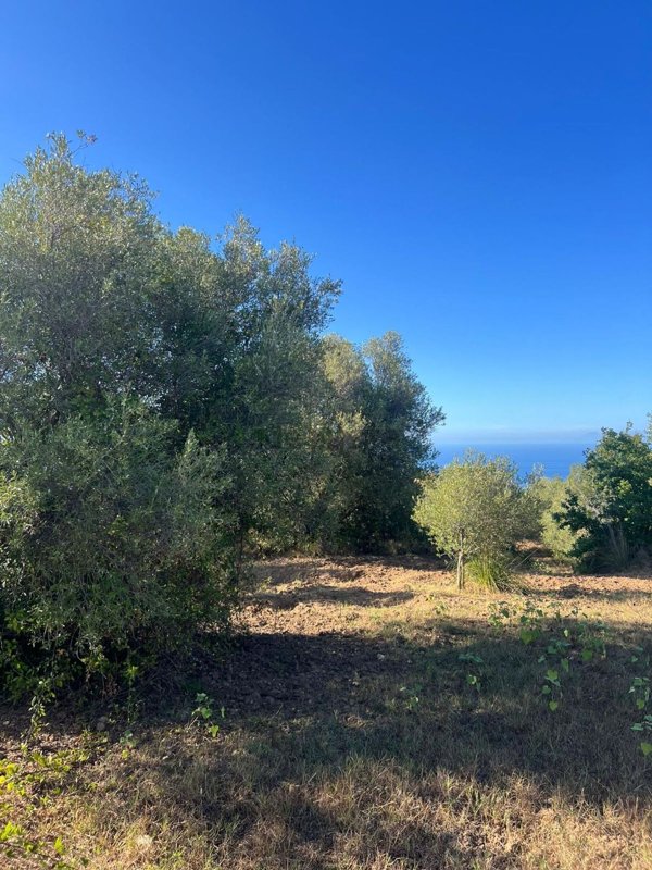 terreno agricolo in vendita a Zambrone