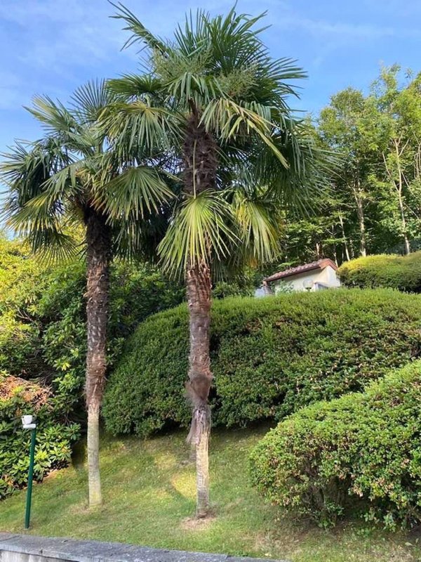 casa indipendente in vendita a Stresa