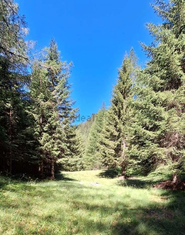 esavano in vendita a Varzo in zona San Domenico