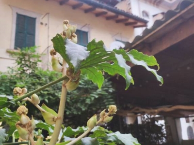 appartamento in vendita a Verbania in zona Intra