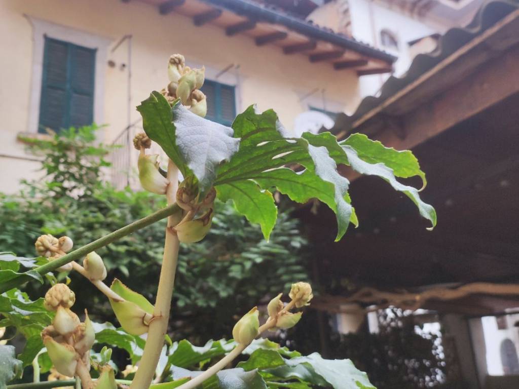 appartamento in vendita a Verbania in zona Intra