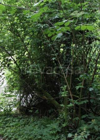 terreno edificabile in vendita a Besana in Brianza