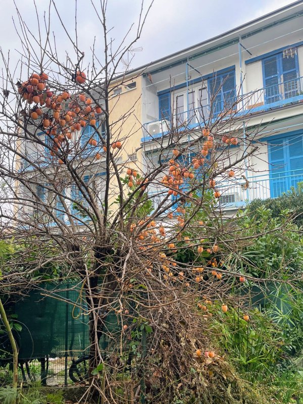 appartamento in vendita a Bovisio-Masciago