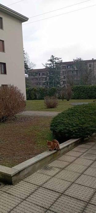 appartamento in vendita a Brugherio