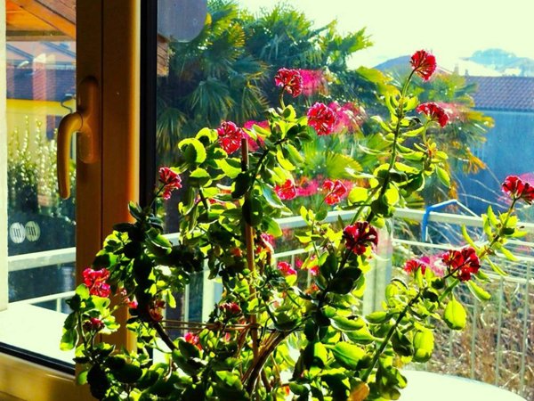 appartamento in vendita a Cesano Maderno