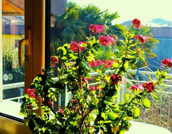 appartamento in vendita a Cesano Maderno