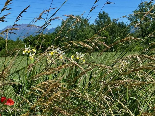 appartamento in vendita a Giussano