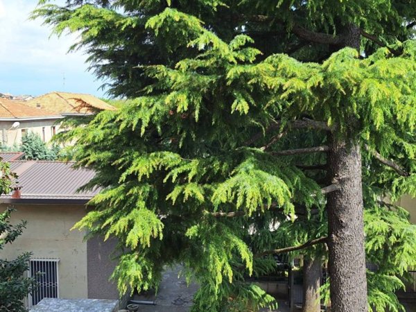 appartamento in vendita a Lissone in zona Santa Margherita