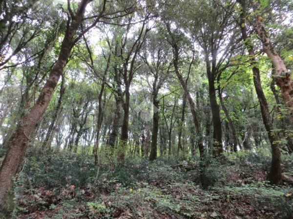 terreno agricolo in vendita a Lentate sul Seveso