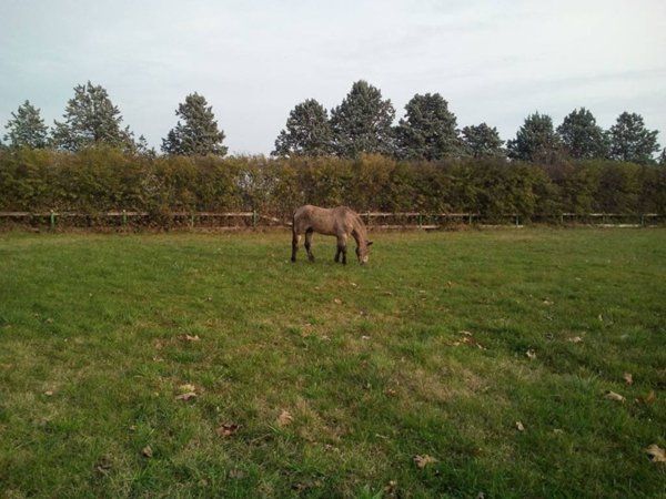 negozio in vendita a Lentate sul Seveso