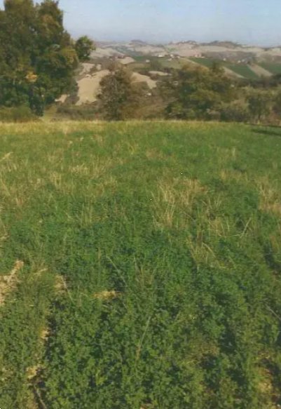 terreno agricolo in vendita a Falerone in zona Santa Margherita