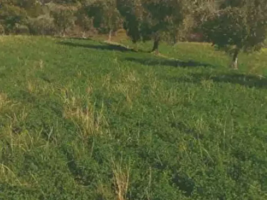 terreno agricolo in vendita a Falerone in zona Santa Margherita