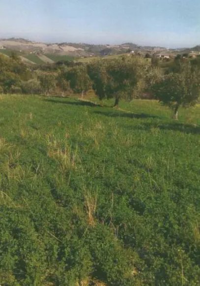 terreno agricolo in vendita a Falerone in zona Santa Margherita