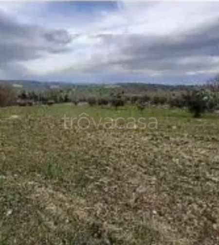 terreno agricolo in vendita a Falerone