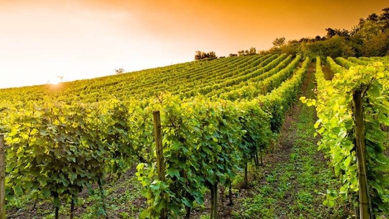 terreno agricolo in vendita a Fermo in zona Salvano