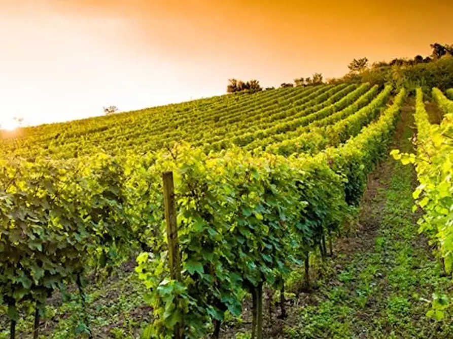 terreno agricolo in vendita a Fermo in zona Salvano