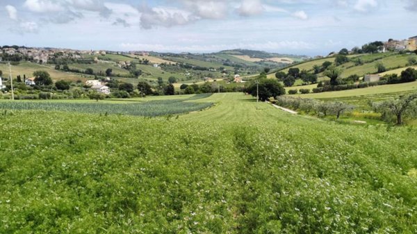 terreno agricolo in vendita a Fermo