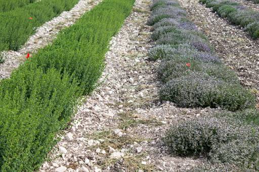 terreno agricolo in vendita a Fermo in zona Salvano