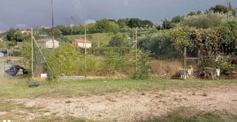 terreno agricolo in vendita a Grottazzolina