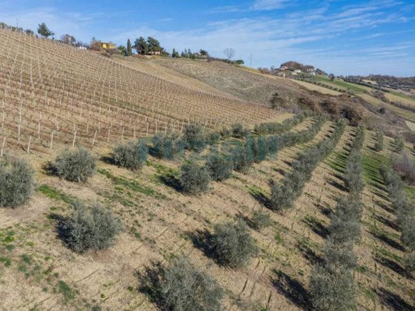 terreno agricolo in vendita a Lapedona