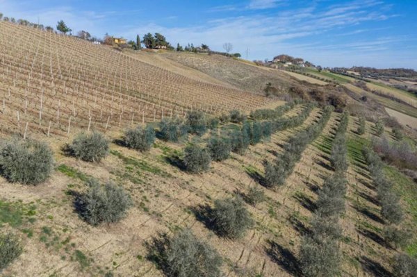 terreno agricolo in vendita a Lapedona