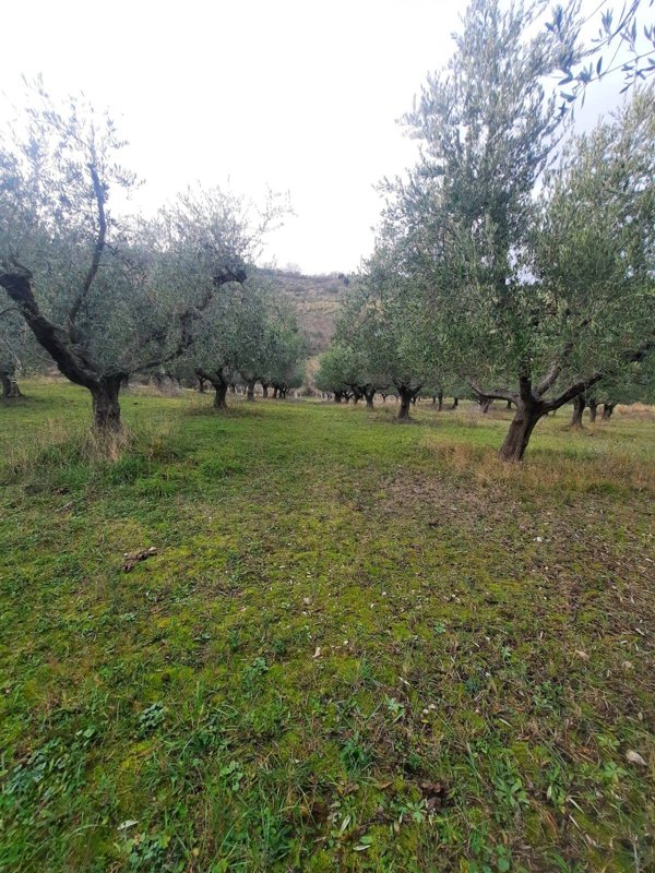 terreno agricolo in vendita a Lapedona