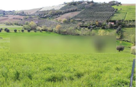 terreno agricolo in vendita a Lapedona