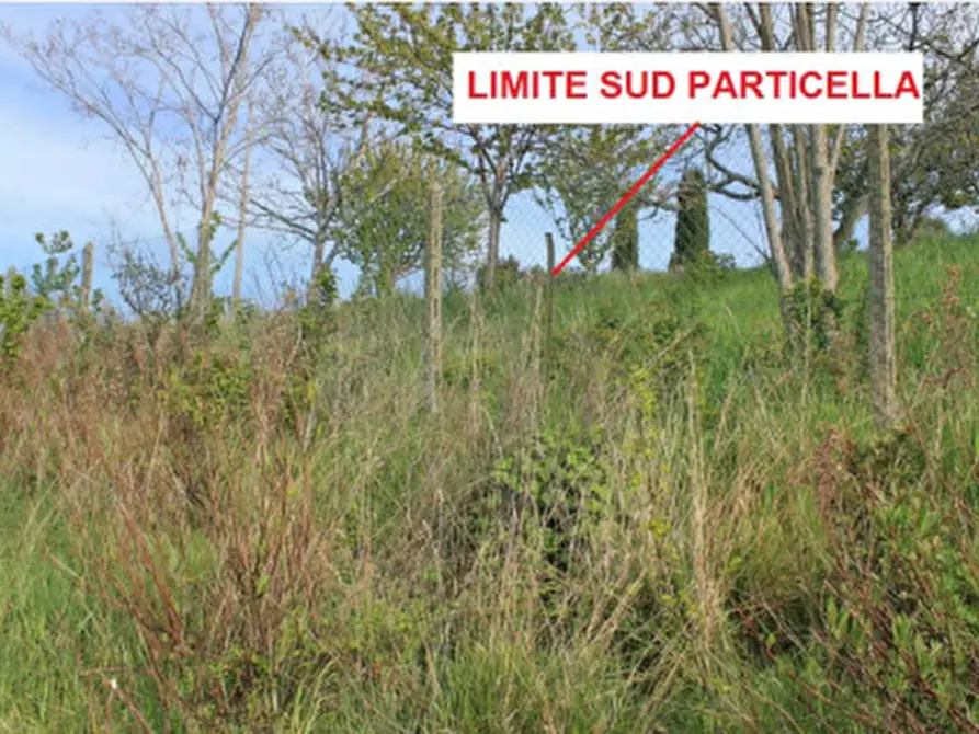 terreno agricolo in vendita a Lapedona