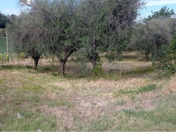 terreno agricolo in vendita a Monsampietro Morico
