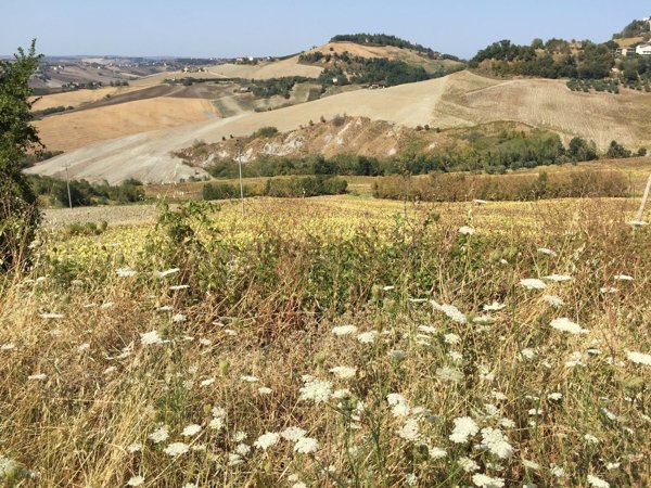 terreno agricolo in vendita a Montappone