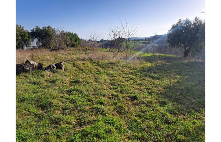 terreno agricolo in vendita a Monte Giberto