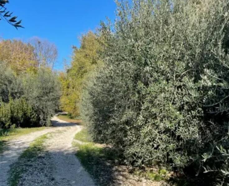 terreno agricolo in vendita a Montegiorgio