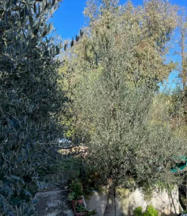 terreno agricolo in vendita a Montegiorgio
