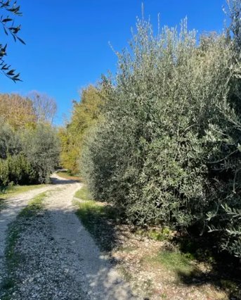 terreno agricolo in vendita a Montegiorgio