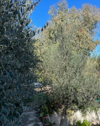 terreno agricolo in vendita a Montegiorgio