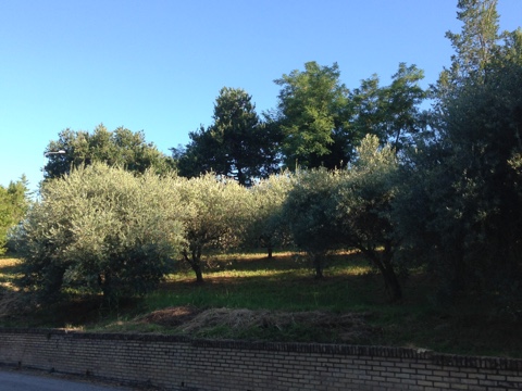 casa indipendente in vendita a Montegiorgio
