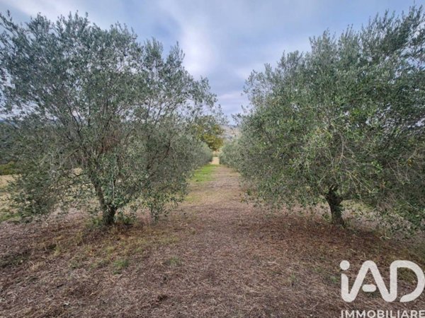 terreno agricolo in vendita a Montegiorgio