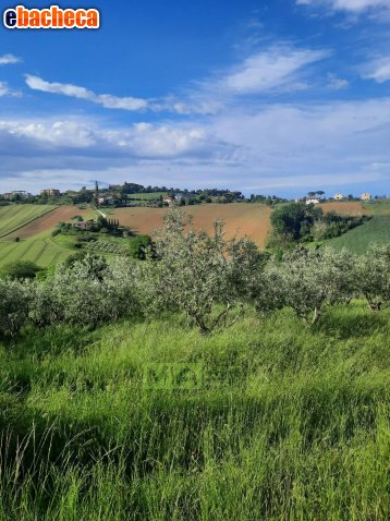 terreno agricolo in vendita a Montegranaro in zona Santa Leandra