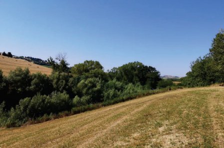 terreno agricolo in vendita a Montegranaro in zona Guazzetti