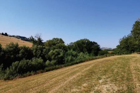 terreno agricolo in vendita a Montegranaro in zona Guazzetti