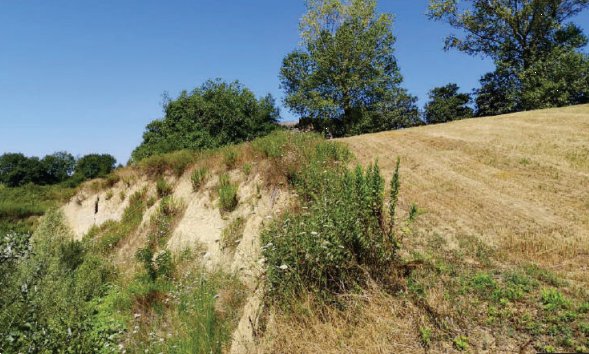 terreno agricolo in vendita a Montegranaro in zona Guazzetti