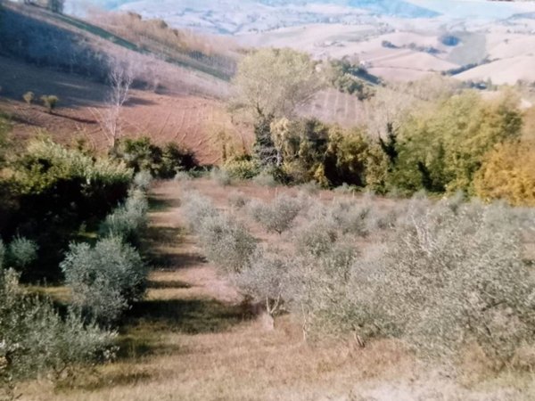 rudere in vendita a Montelparo