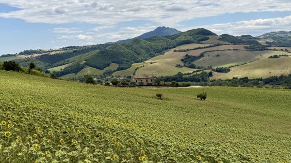 terreno agricolo in vendita a Montelparo