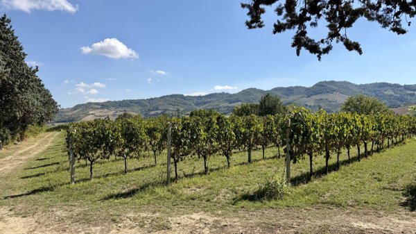 casale in vendita a Montelparo