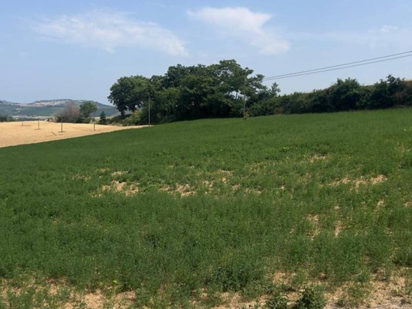 terreno agricolo in vendita a Monte Urano