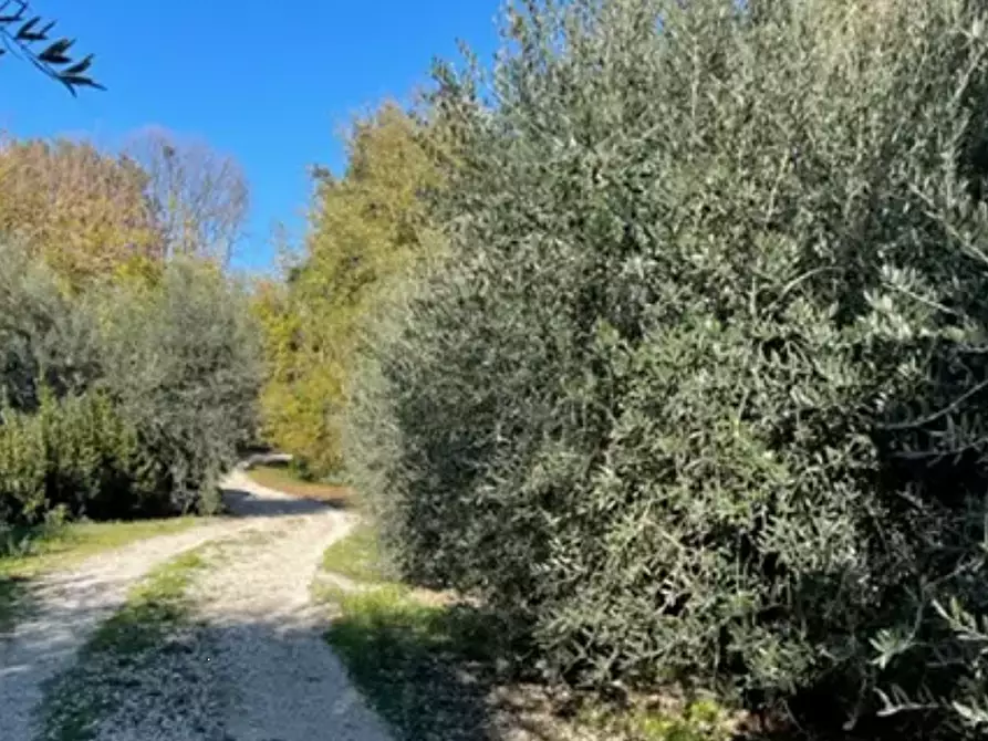 terreno agricolo in vendita a Monte Vidon Corrado