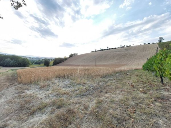 terreno agricolo in vendita a Montottone