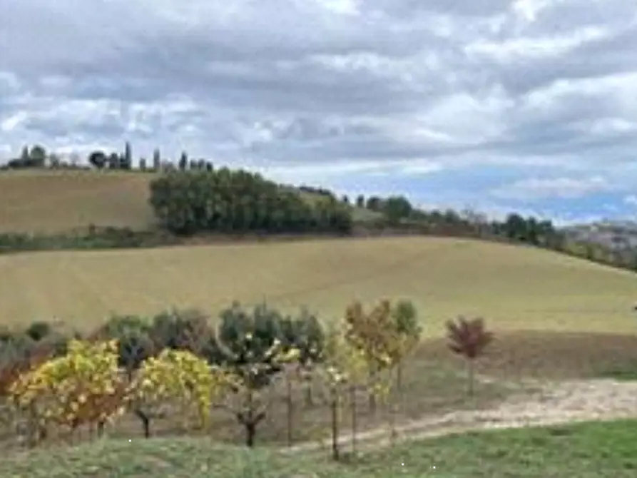 terreno agricolo in vendita a Montottone
